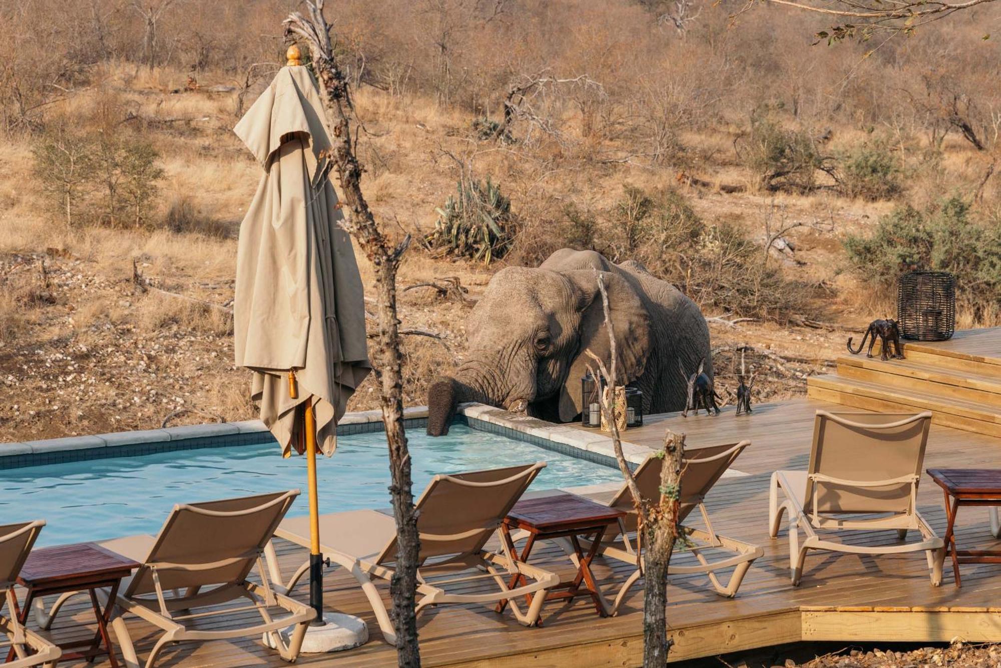 Isambane Camp Βίλα Balule Game Reserve Εξωτερικό φωτογραφία